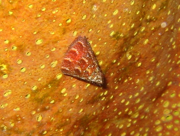 Lithopoma tectum